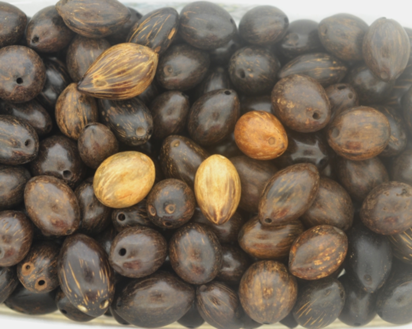 Coco Ouricuri (licuri) - Pacote 10 sementes